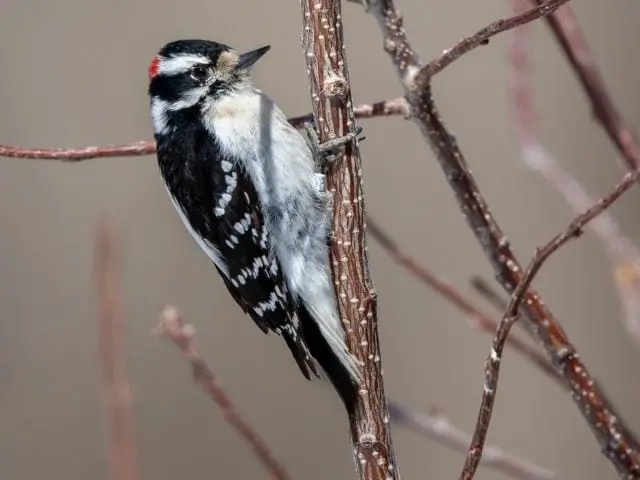 Downy Woodpecker on a tree branch
