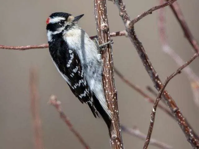 Downy Woodpecker on a branch
