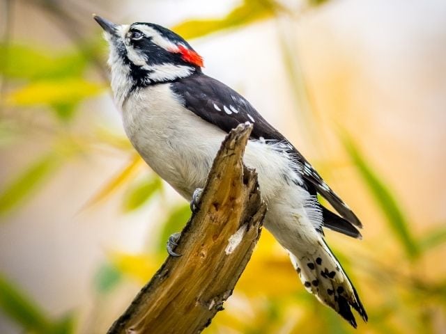 Downy Woodpecker on a broken branch