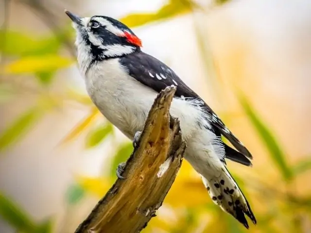 Downy Woodpecker on a broken branch