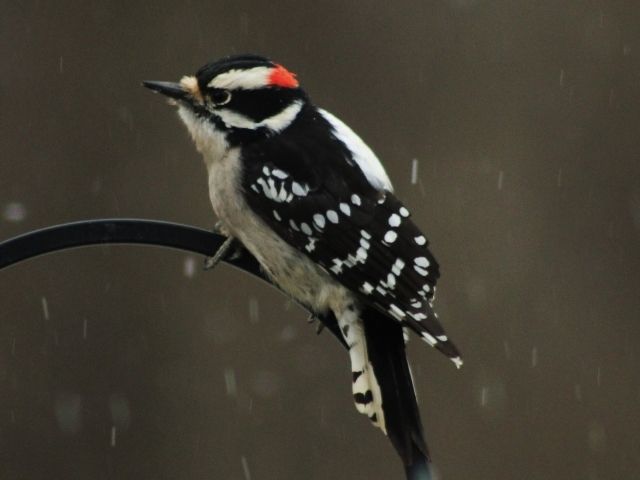 Woodpecker in snow