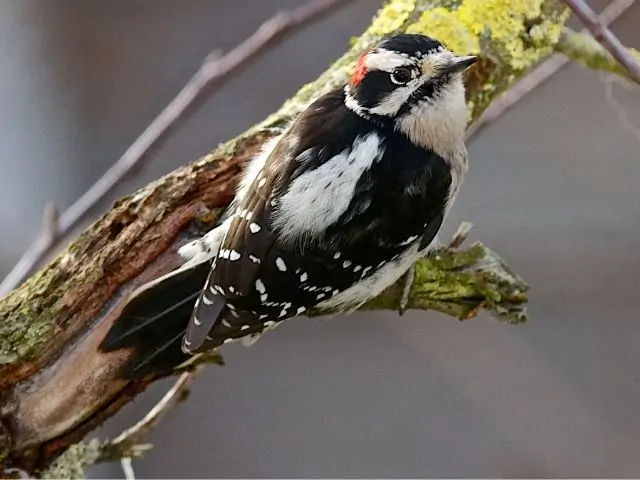 Downy Woodpecker perched on a tree branch
