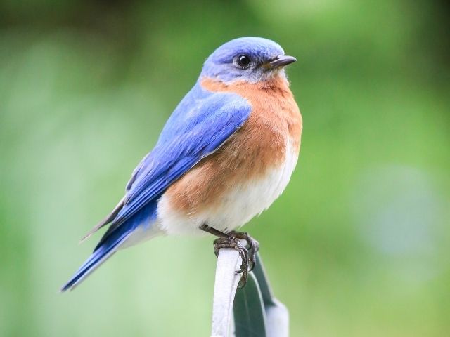 Eastern Bluebird standing on a feeder