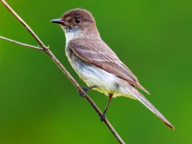 Eastern Wood-Pewee with brown and white color