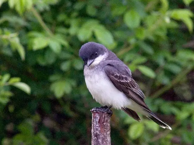 black bird with white underpart