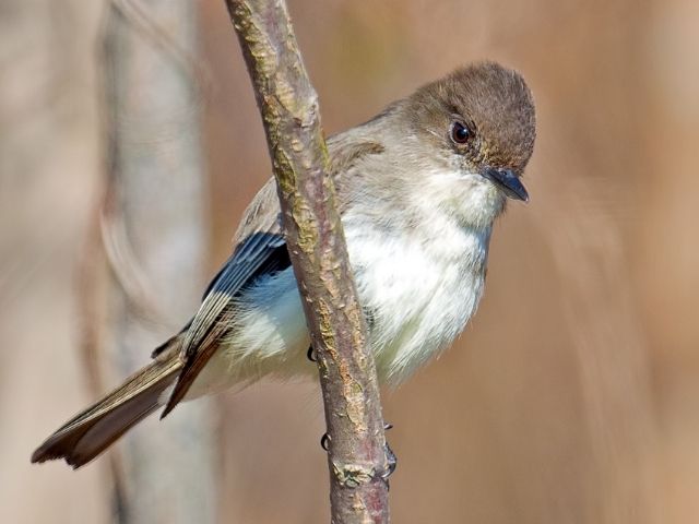 Eastern Phoebe with blue and white under part