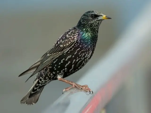 European Starling with green color