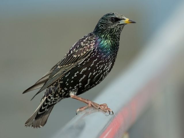 European Starling with green color