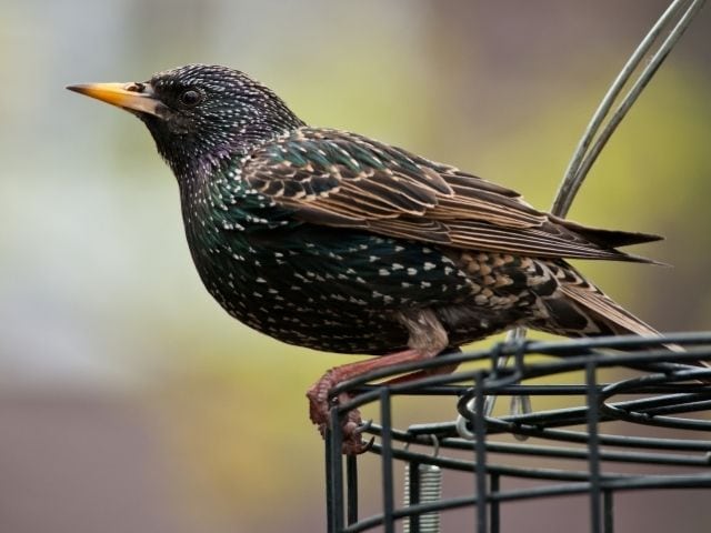 European Starling standing on a metal feeder