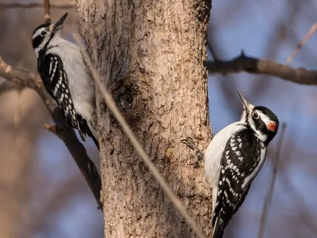 two woodpeckers perched on a tree