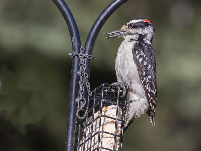 Hairy Woodpecker on a bird feeder