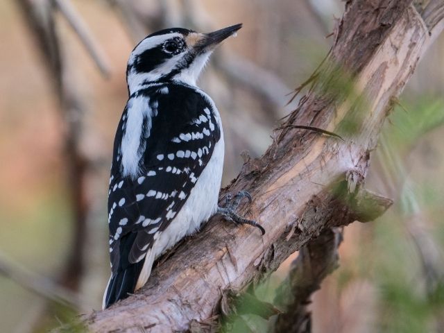 Black and white Hairy Woodpecker