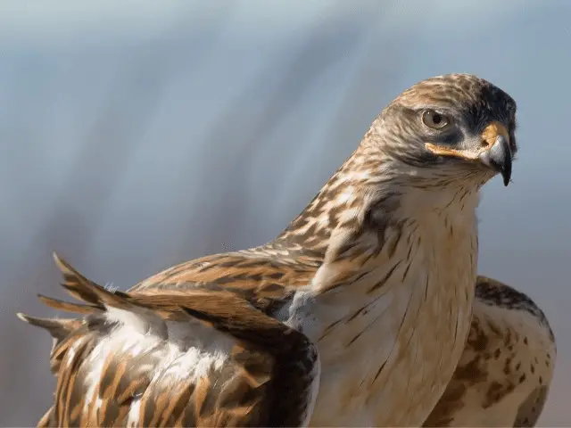 close up picture of a hawk