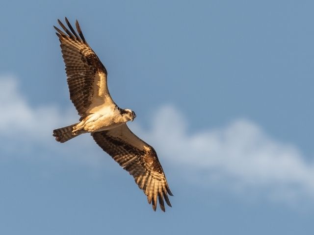 Hawk flying in summer