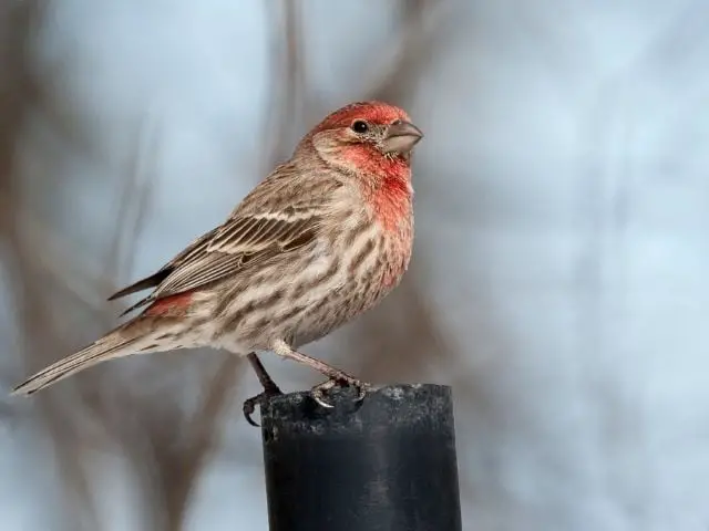finch with red head
