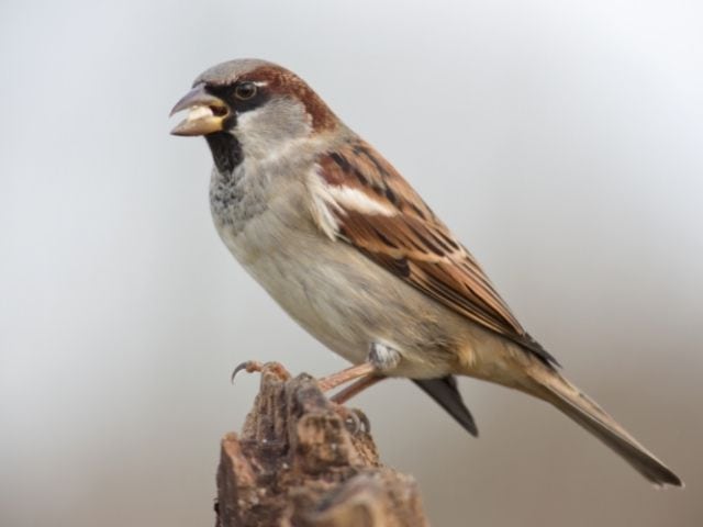 Brown sparrow