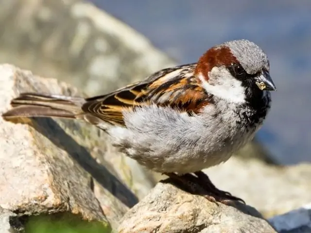 House Sparrow standing on a stone