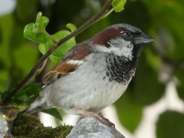 Sparrow with dark brown color