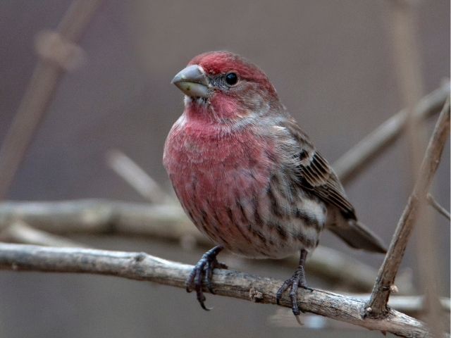 Red finch looking up