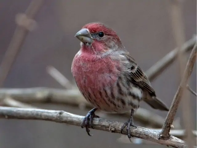 Top 24 Birds Of Pennsylvania Common And Hard To Find Species Love The Birds 