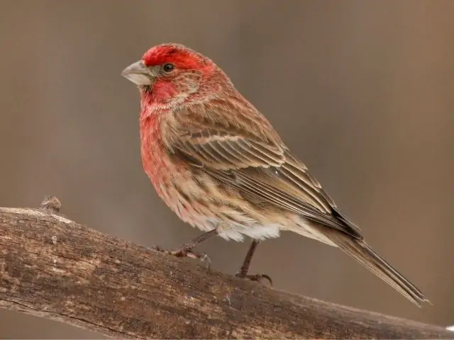 House Finch on a wood