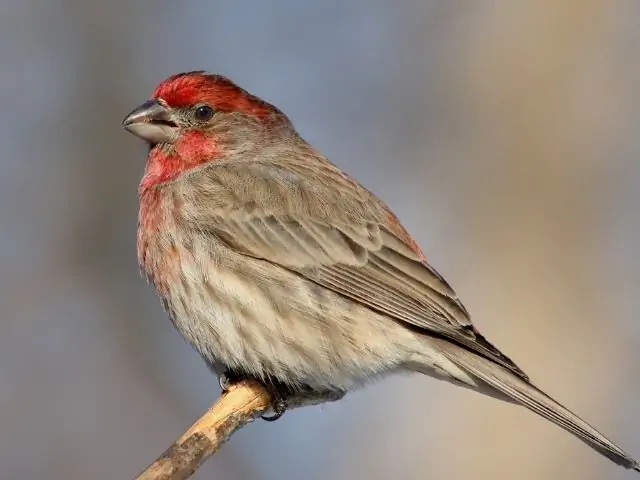 gray bird with red head