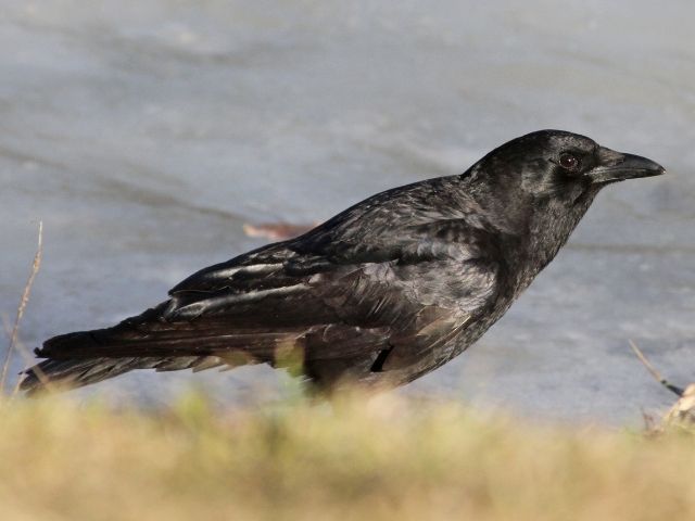 American Crow beside lake