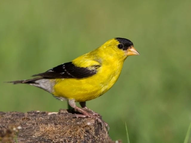 yellow bird with black wings