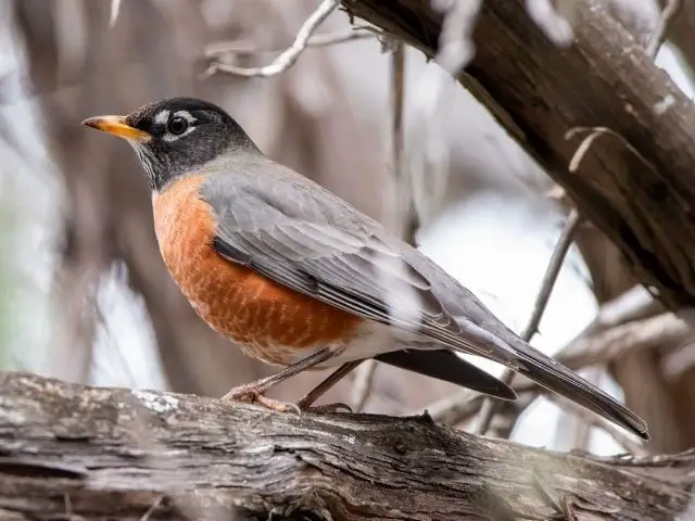 gray and orange bird on a tree