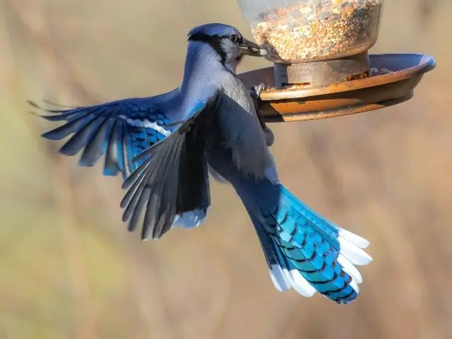 blue jay on a feeder