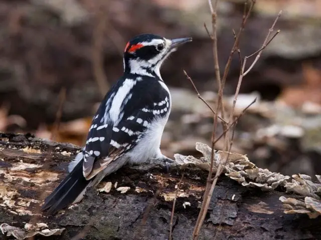 Downy Woodpecker in winter