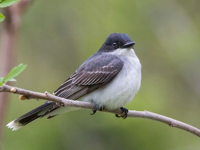 European Kingbird on a tree branch