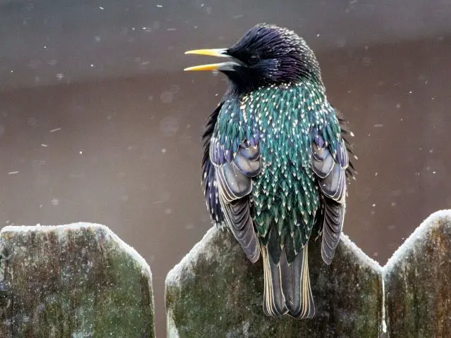 European Starling on fence in winter