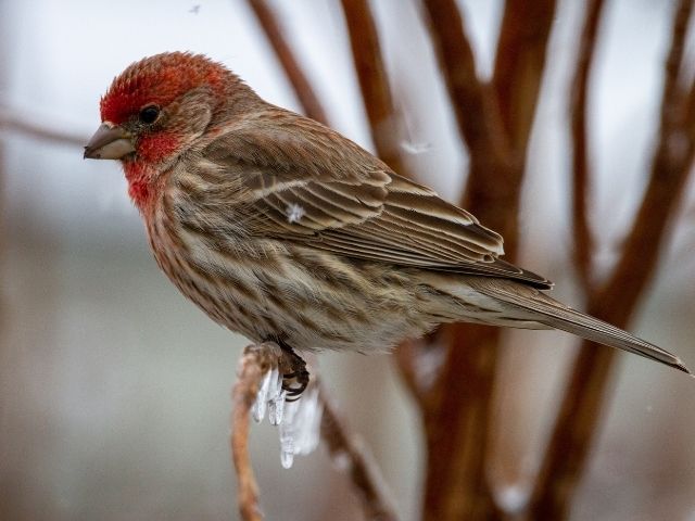 red and brown finch