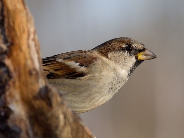 House Sparrow on a tree