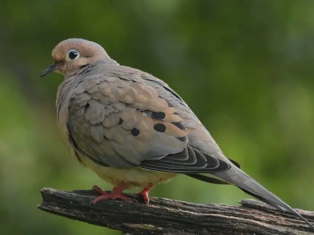 Mourning Dove on a wood