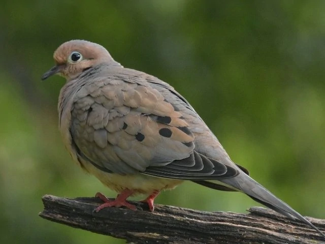 Mourning Dove on a wood