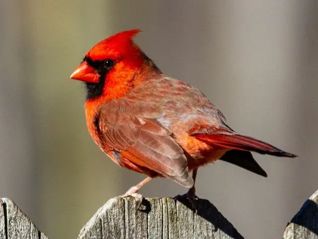 Northern Cardinal on a fence