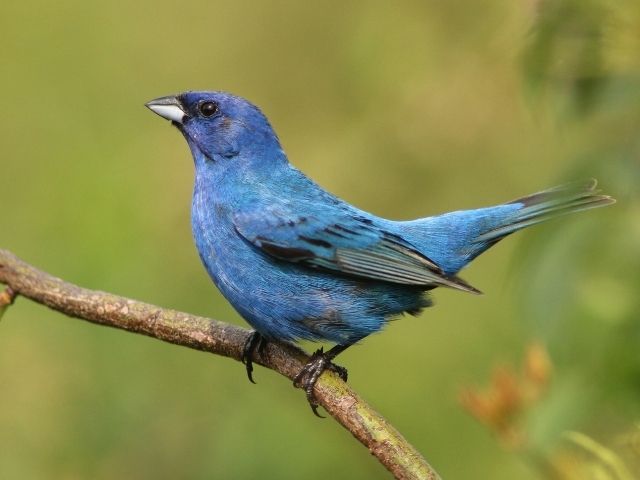 blue bird perched on a branch