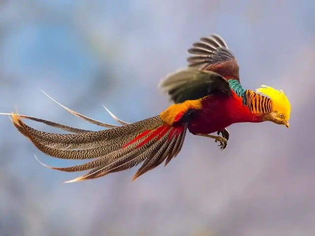 colorful bird with mohawk