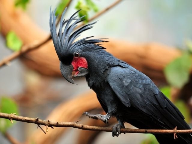 gray cockatoo on a tree branch