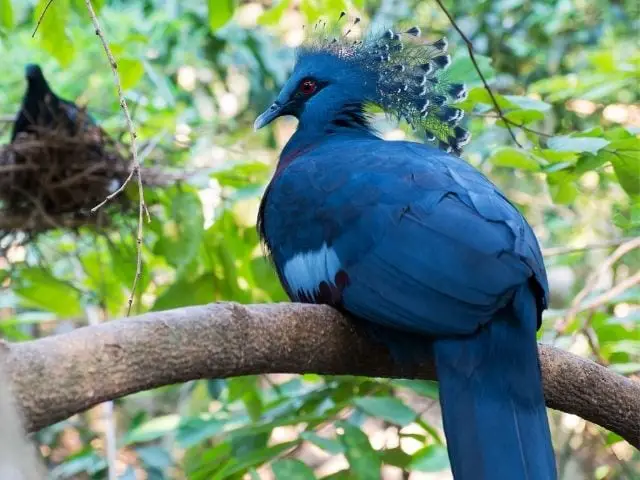 blue pigeon sitting on a branch