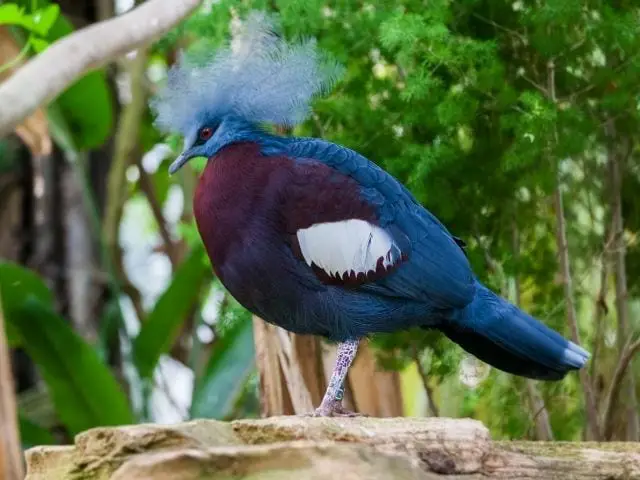 blue pigeon with crown