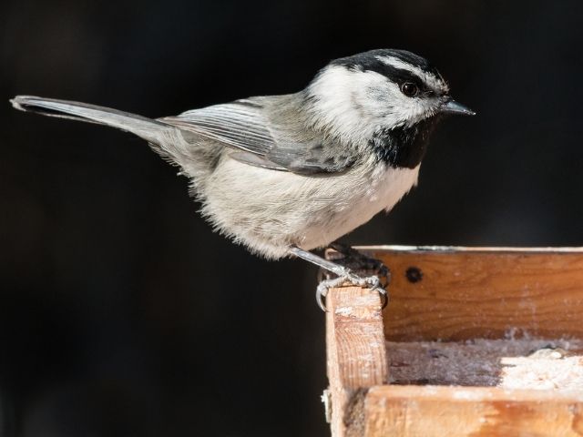 Mountain Chickadee on a feeder