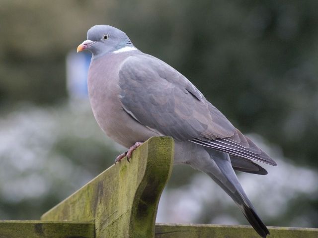 Mourning Dove on top of a wood