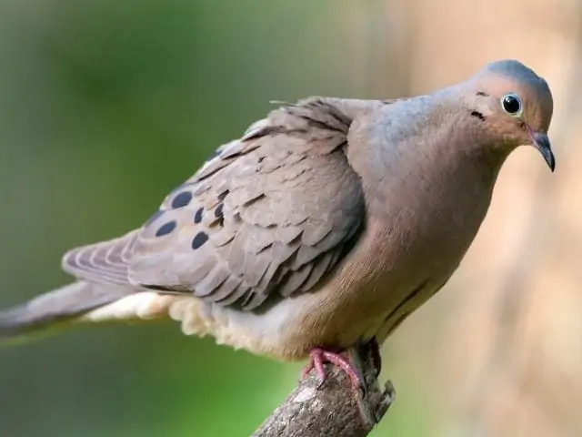 Mourning Dove looking down