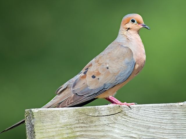 Mourning Dove