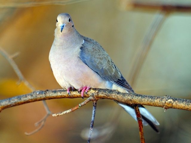 Mourning Dove on a small tree branch