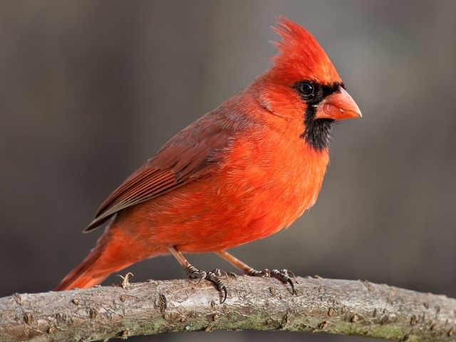 Northern Cardinal