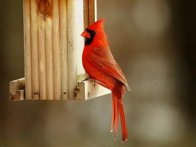 red bird